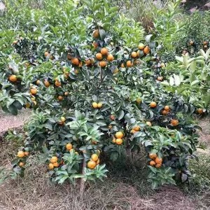 柑橘幼树花芽分化管理