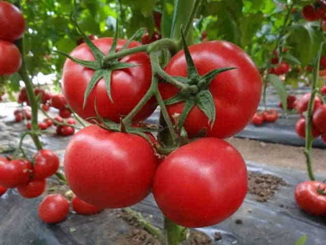 番茄1