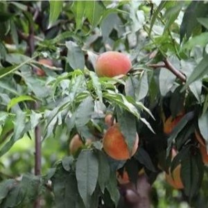 桃树露地栽培全年管理技术详解，桃树施肥方案详解
