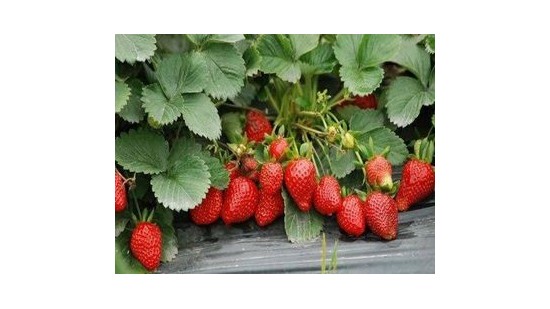 草莓施肥用什么肥料好？看完这个就知道了
